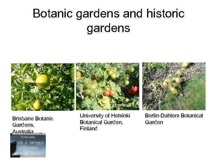 Botanic gardens and historic gardens Brisbane Botanic Gardens, Australia University of Helsinki Botanical Garden,