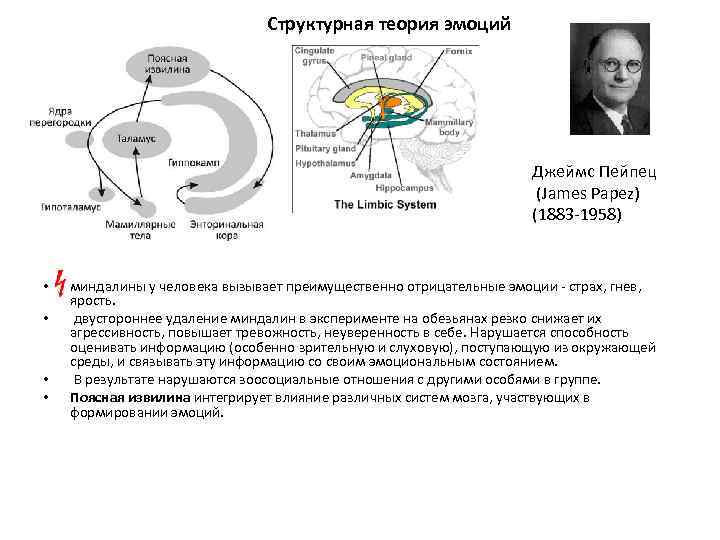 Круг папеца. Эмоциональный круг Пейпеца схема. Большой круг Пейпеца физиология. Цикл Пейпеца. Лимбическая теория эмоций Пейпса.