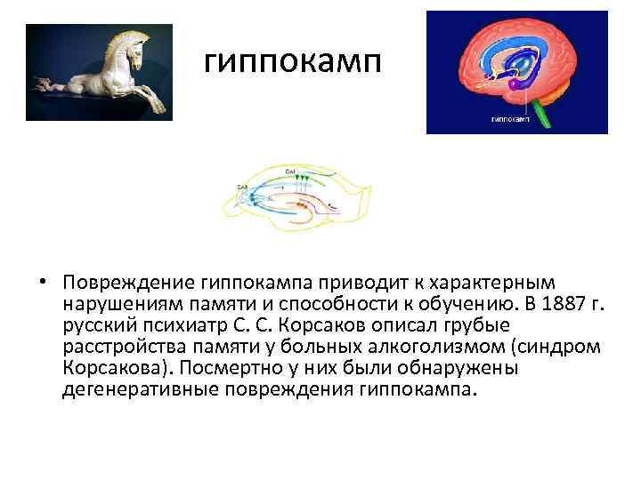 Гиппокамп. Повреждают гиппокамп. Гиппокамп и память. Гиппокамп участвует в осуществлении. Повреждение гиппокампа приводит к.