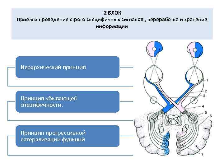 2 БЛОК Прием и проведение строго специфичных сигналов , переработка и хранение информации Иерархический