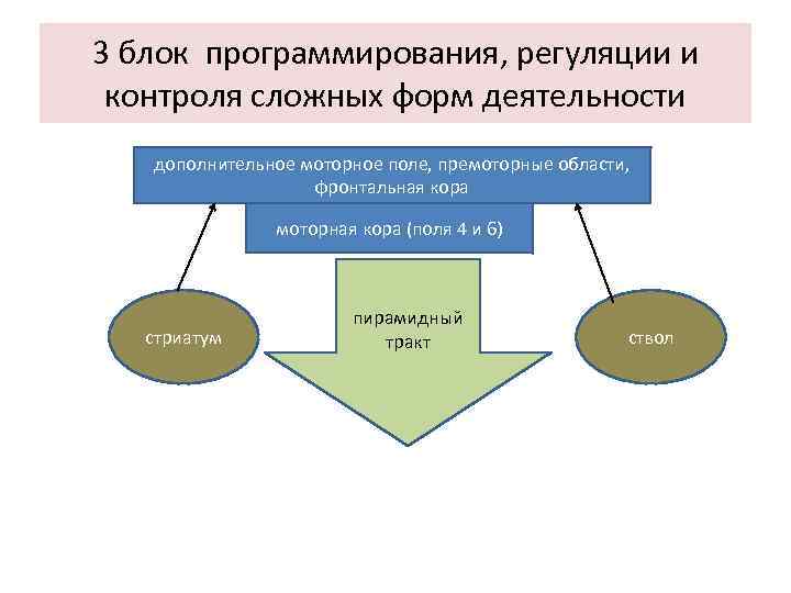 3 блок программирования, регуляции и контроля сложных форм деятельности дополнительное моторное поле, премоторные области,