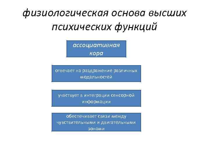 физиологическая основа высших психических функций ассоциативная кора отвечает на раздражение различных модальностей участвует в