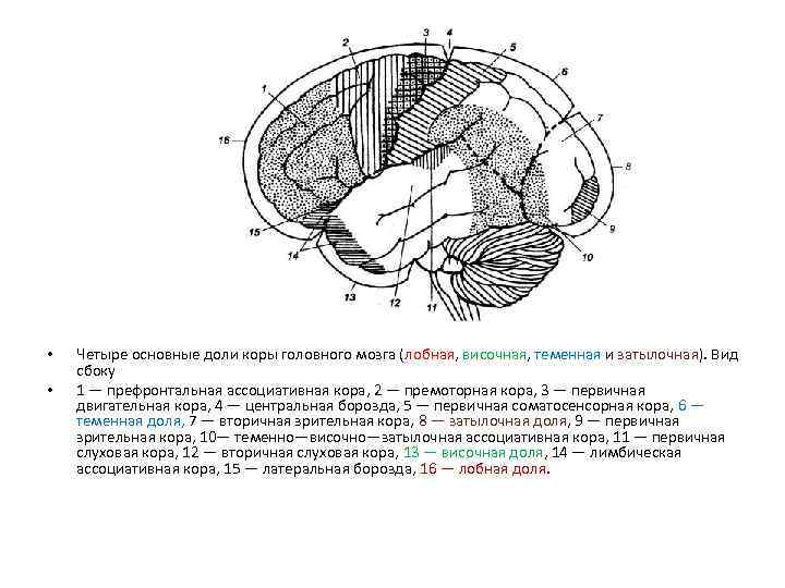  • • Четыре основные доли коры головного мозга (лобная, височная, теменная и затылочная).