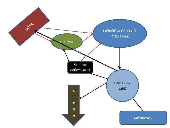 А Р КО ПОЛОСАТОЕ ТЕЛО (стриатум) таламус Черная субстанция с т в о л
