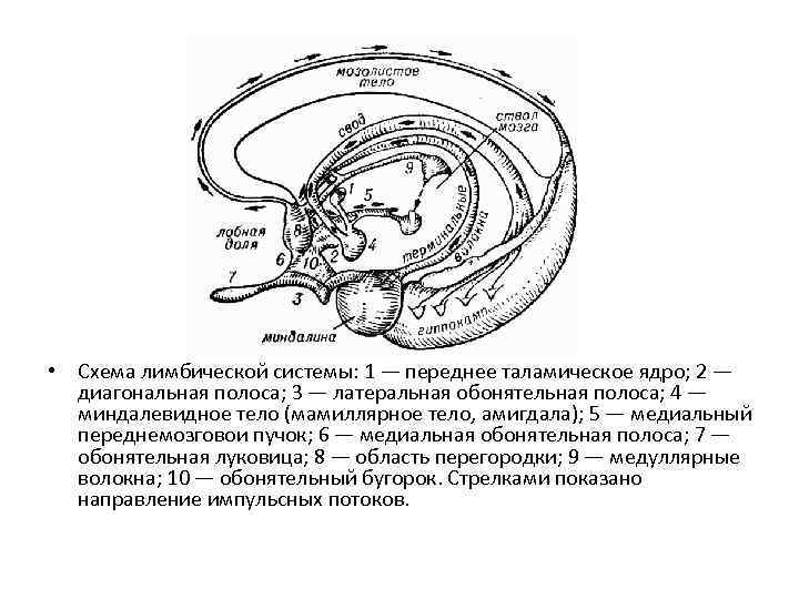 • Схема лимбической системы: 1 — переднее таламическое ядро; 2 — диагональная полоса;