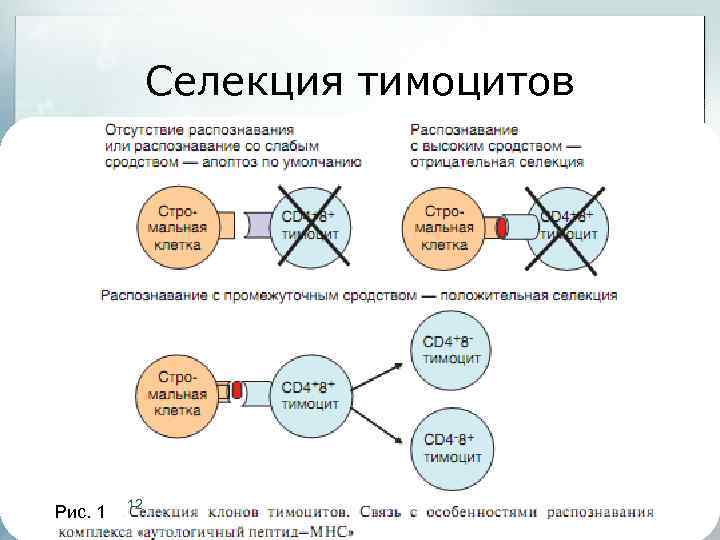 Селекция тимоцитов Рис. 1 12 