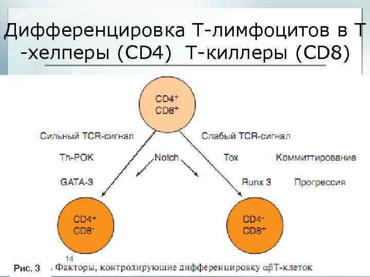 Дифференцировка Т-лимфоцитов в Т -хелперы (CD 4) Т-киллеры (CD 8) 14 Рис. 3 