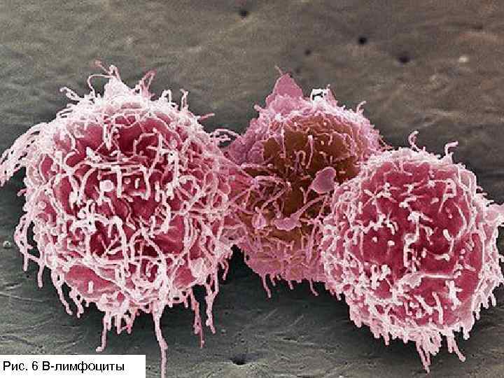 18 Рис. 6 В-лимфоциты 
