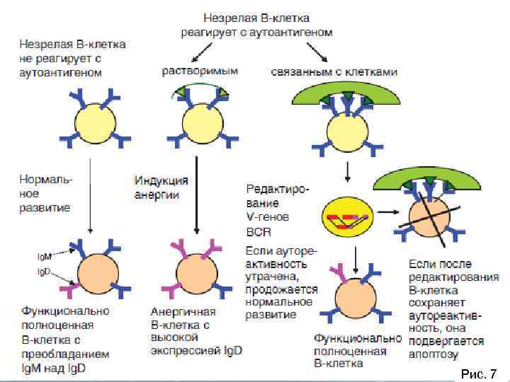 Иммунитет врожденный схема