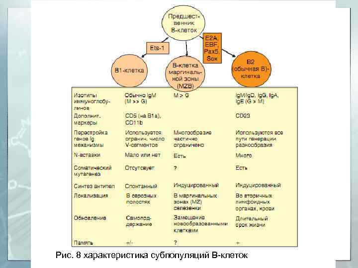 20 Рис. 8 характеристика субпопуляций В-клеток 