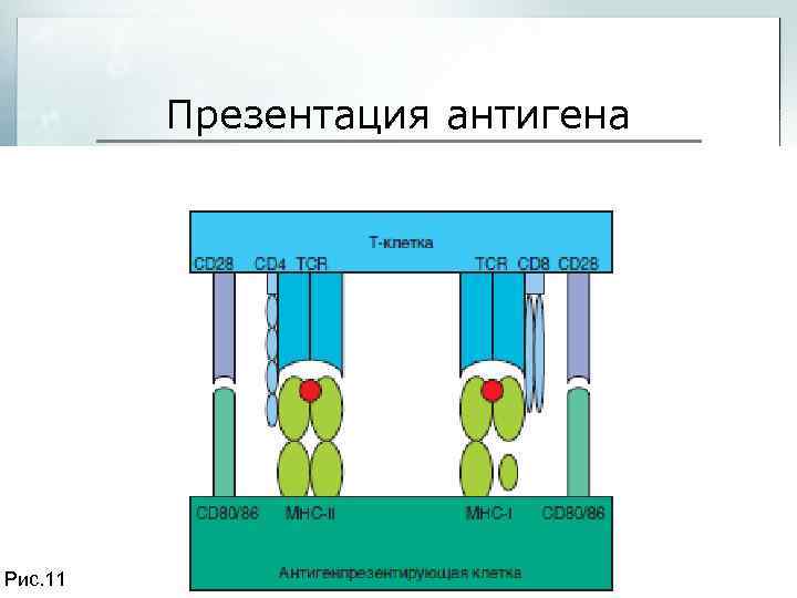 Презентация антигена 25 Рис. 11 