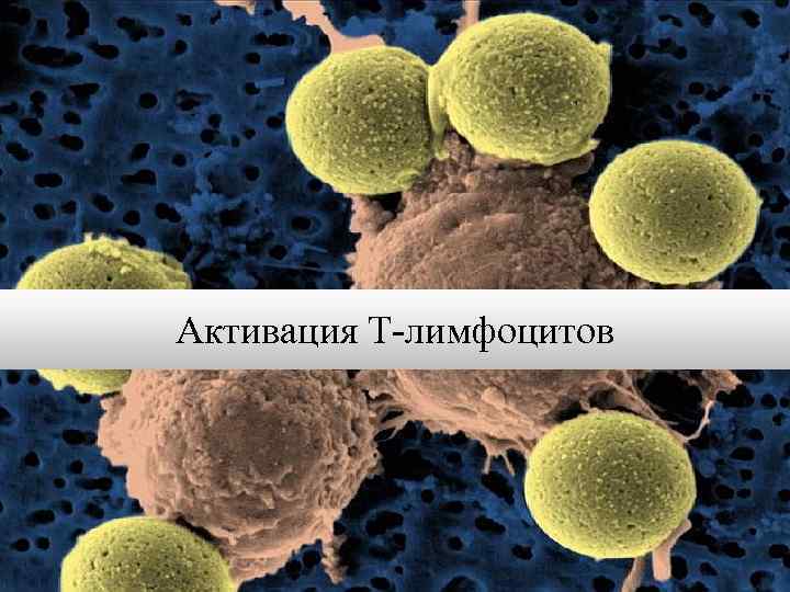 Активация Т-лимфоцитов 26 
