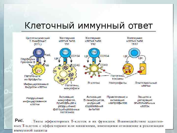 Гуморальный адаптивный иммунный ответ