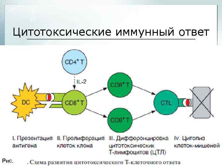 Цитотоксические иммунный ответ 35 Рис. 