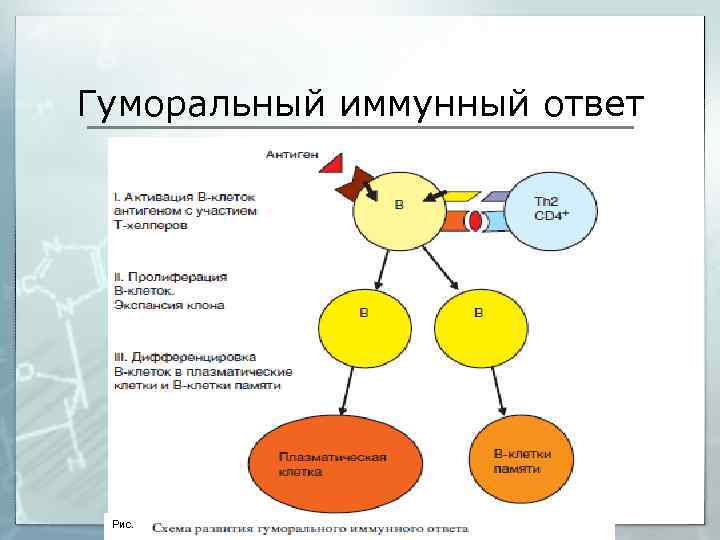 Схема гуморального иммунного ответа