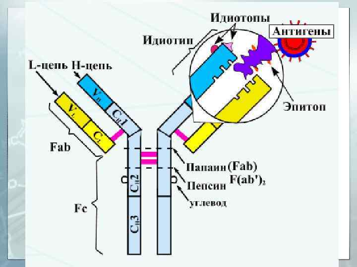 иммуноглобулины 38 