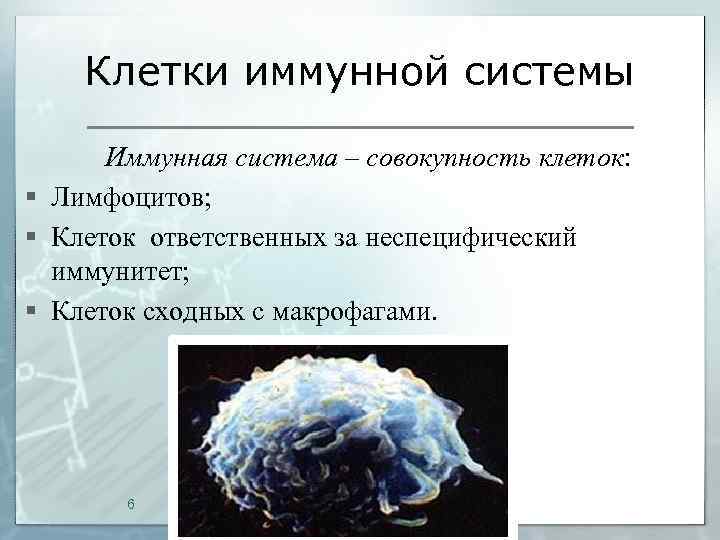 Клетки иммунной системы Иммунная система – совокупность клеток: § Лимфоцитов; § Клеток ответственных за