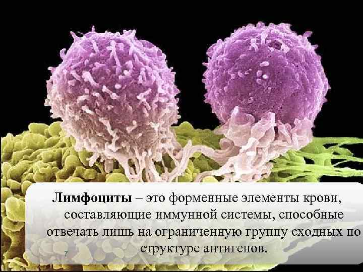 Лимфоциты – это форменные элементы крови, составляющие иммунной системы, способные отвечать лишь на ограниченную
