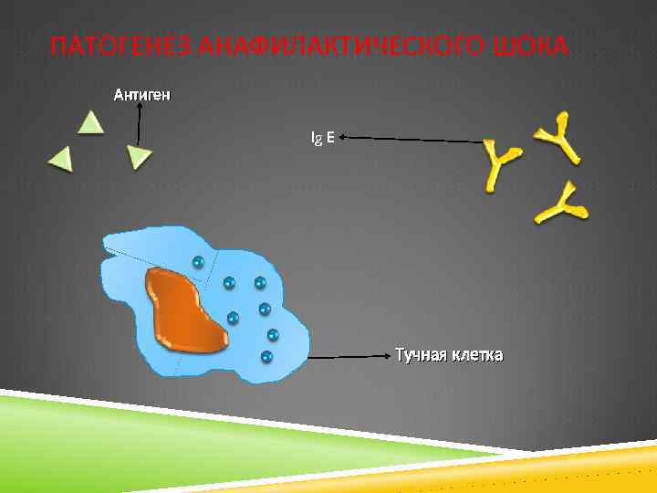 ПАТОГЕНЕЗ АНАФИЛАКТИЧЕСКОГО ШОКА Антиген Ig E Тучная клетка 