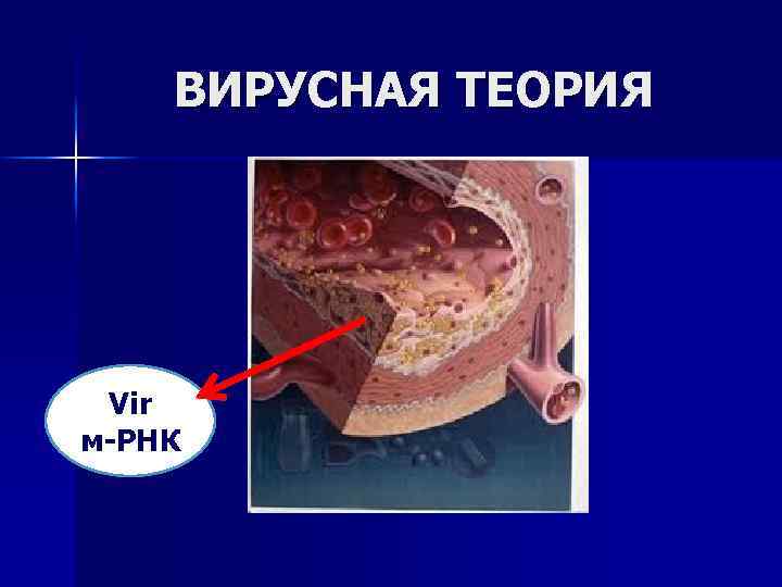 ВИРУСНАЯ ТЕОРИЯ Vir м-РНК 