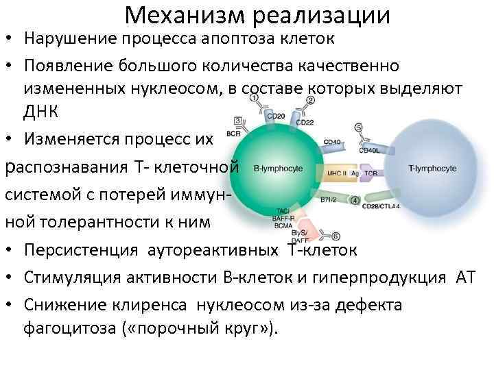 Механизм реализации • Нарушение процесса апоптоза клеток • Появление большого количества качественно измененных нуклеосом,