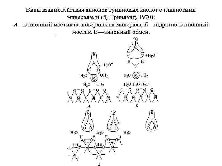 Виды взаимодействия анионов гуминовых кислот с глинистыми минералами (Д. Гринланд, 1970): А—катионный мостик на