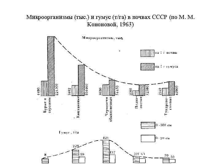 Микроорганизмы (тыс. ) и гумус (т/га) в почвах СССР (по М. М. Кононовой, 1963)