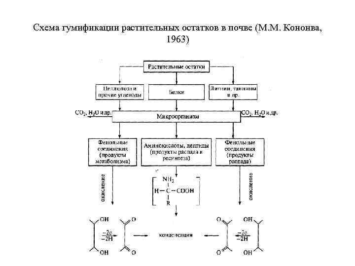 Схема гумификации растительных остатков в почве (М. М. Кононва, 1963) 