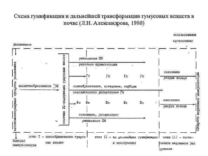 Схема гумификации и дальнейшей трансформации гумусовых веществ в почве (Л. Н. Александрова, 1980) 