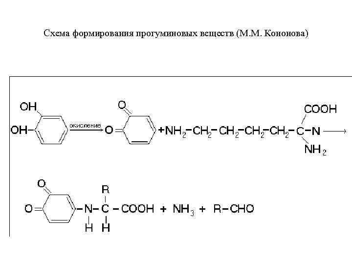 Схема формирования прогуминовых веществ (М. М. Кононова) 
