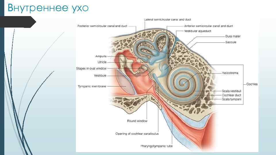 Внутреннее ухо 