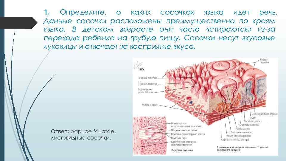 Расположена большей частью на