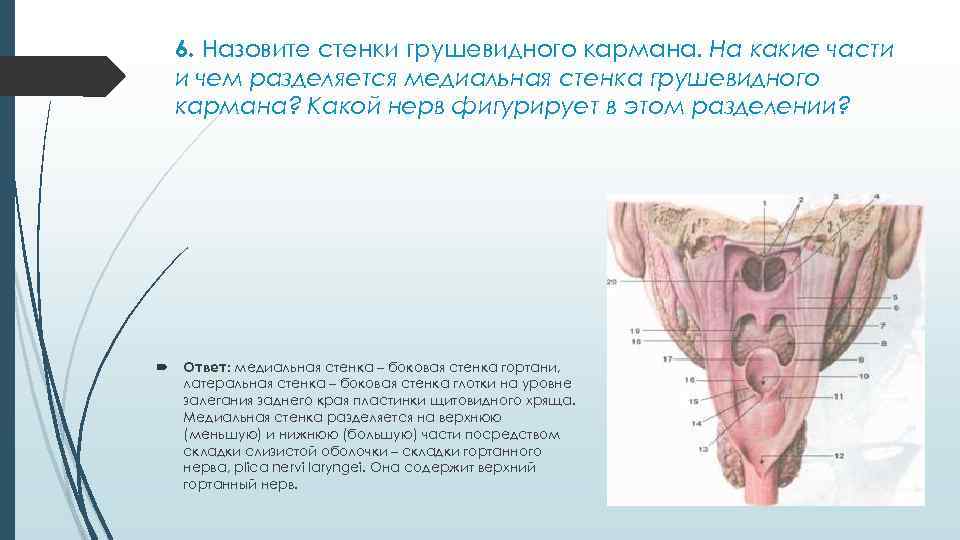 6. Назовите стенки грушевидного кармана. На какие части и чем разделяется медиальная стенка грушевидного