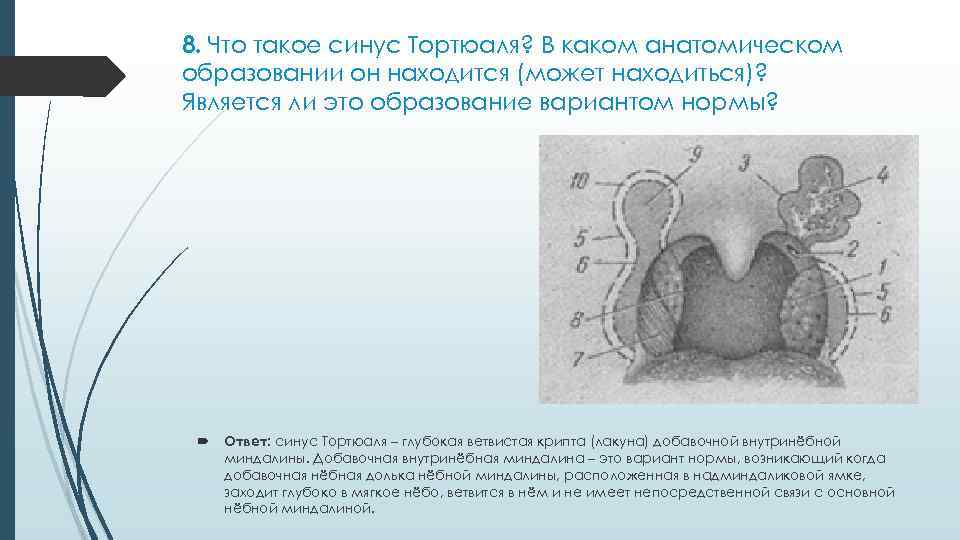 8. Что такое синус Тортюаля? В каком анатомическом образовании он находится (может находиться)? Является