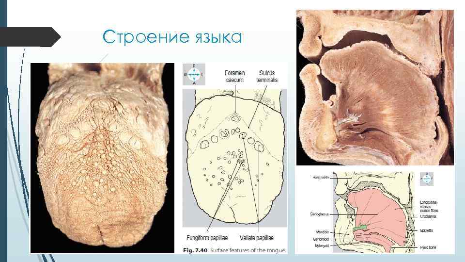 Строение языка 