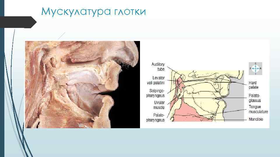 Мускулатура глотки 