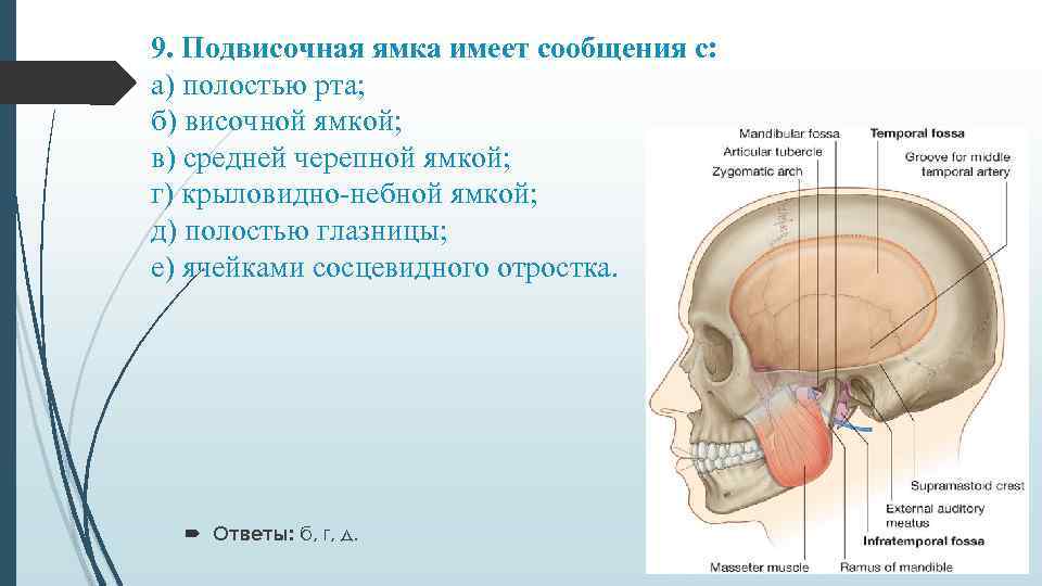 Яремная ямка височной кости