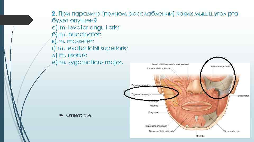 2. При параличе (полном расслаблении) каких мышц угол рта будет опущен? а) m. levator