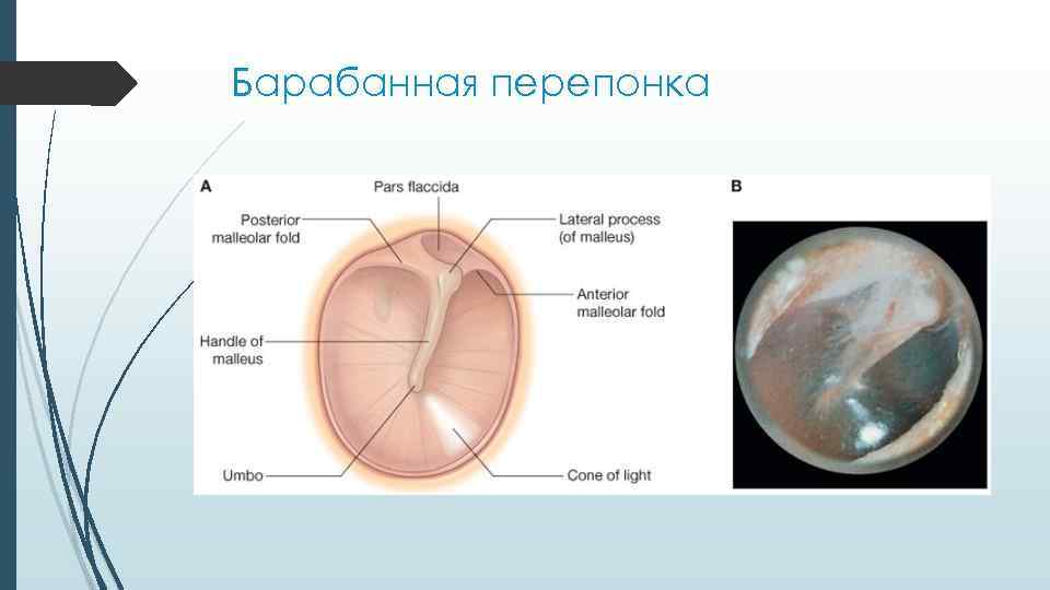 Барабанная перепонка находится на границе между