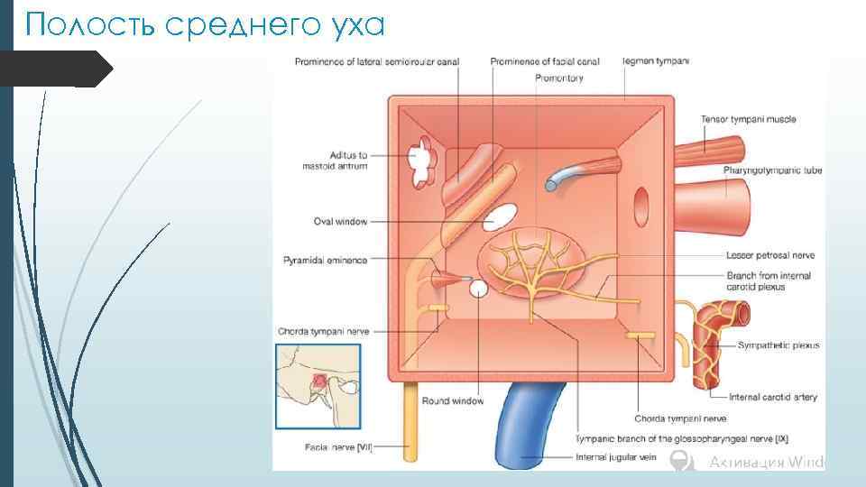 Полость среднего уха 