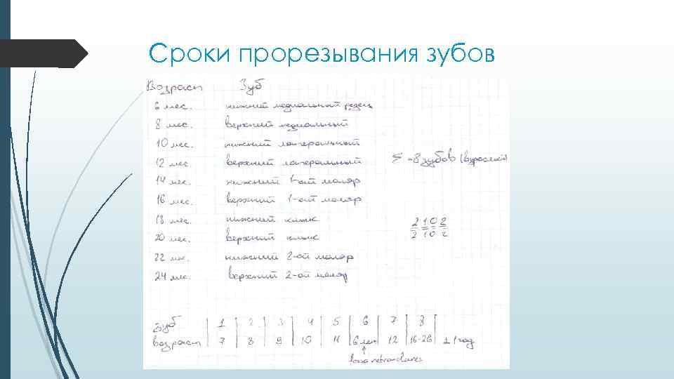 Сроки прорезывания зубов 