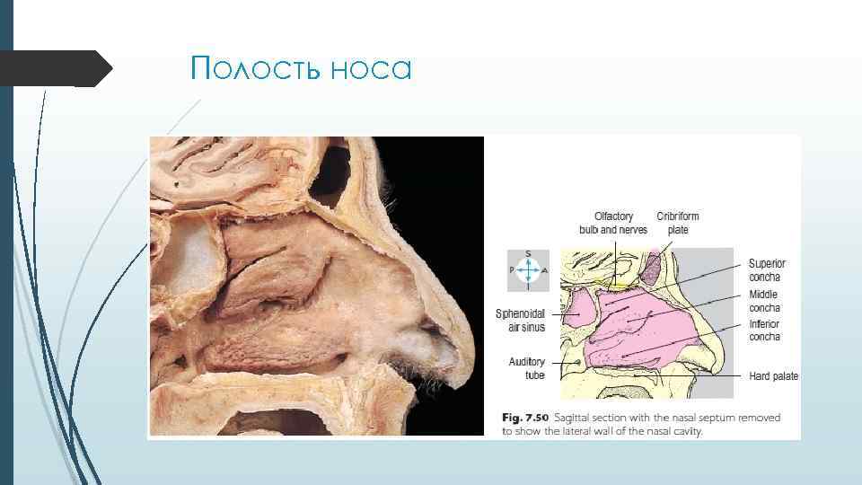 Полость носа 