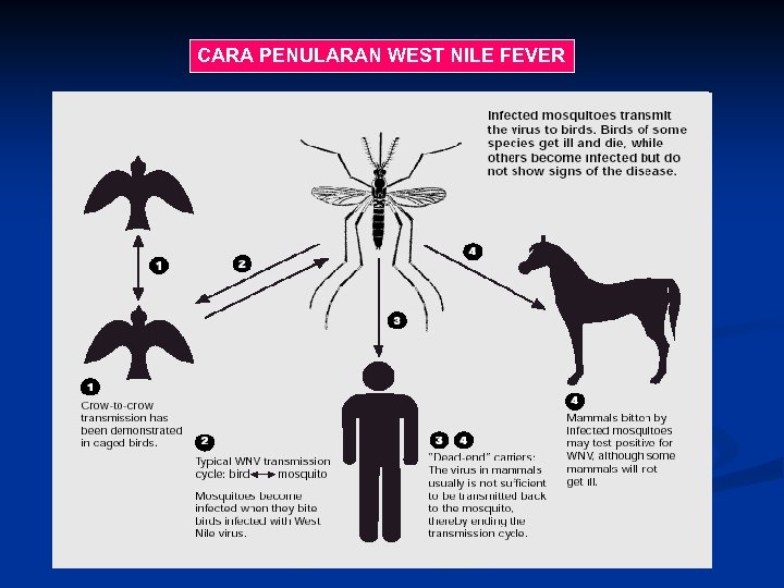 CARA PENULARAN WEST NILE FEVER 