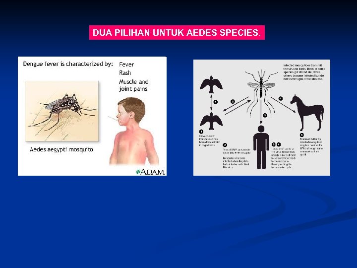 DUA PILIHAN UNTUK AEDES SPECIES. 