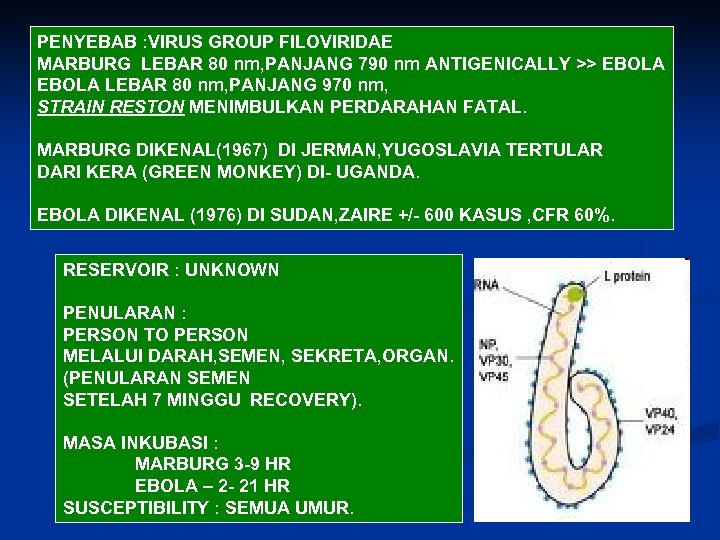 PENYEBAB : VIRUS GROUP FILOVIRIDAE MARBURG LEBAR 80 nm, PANJANG 790 nm ANTIGENICALLY >>