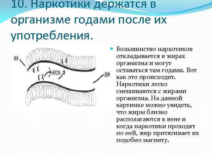 10. Наркотики держатся в организме годами после их употребления. Большинство наркотиков откладывается в жирах