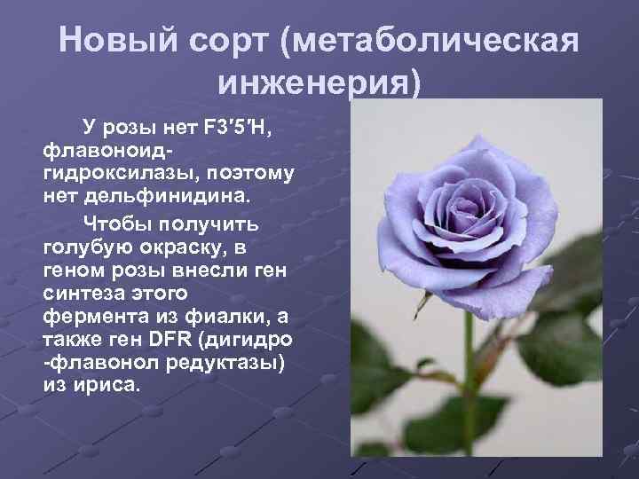 Новый сорт (метаболическая инженерия) У розы нет F 3′ 5′H, флавоноидгидроксилазы, поэтому нет дельфинидина.