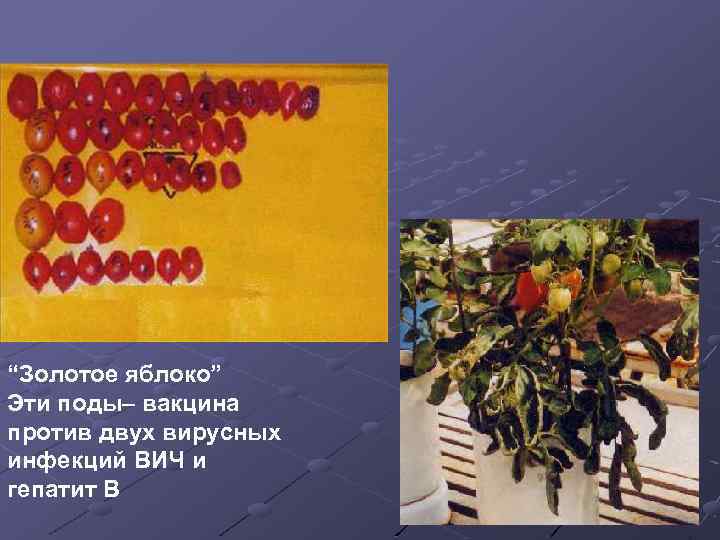 “Золотое яблоко” Эти поды– вакцина против двух вирусных инфекций ВИЧ и гепатит В 