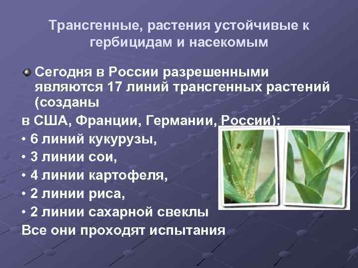 Трансгенные, растения устойчивые к гербицидам и насекомым Сегодня в России разрешенными являются 17 линий