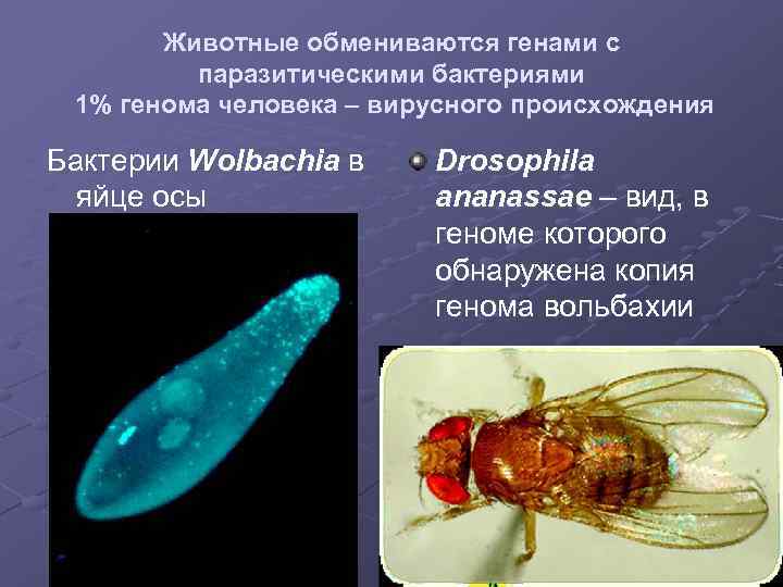 Животные обмениваются генами с паразитическими бактериями 1% генома человека – вирусного происхождения Бактерии Wolbachia